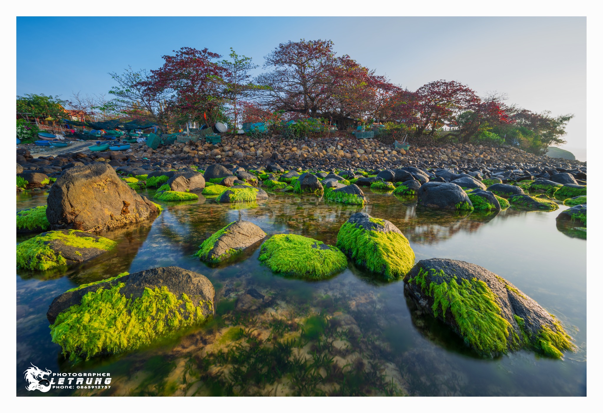 Mùa cây Bàng thay lá & Mùa rêu xanh